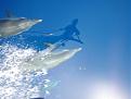 Click image for larger version

Name:	Dolphins.jpg
Views:	102
Size:	30.1 Килобайти
ID:	8826